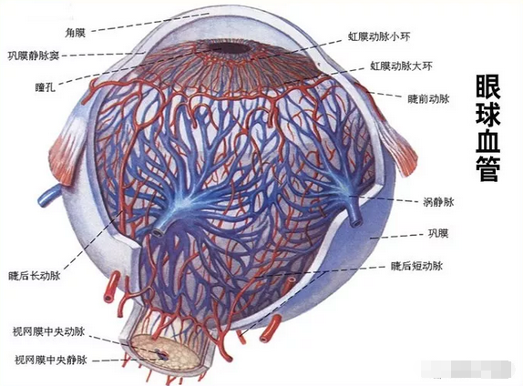 正常眼睛血管分布图图片
