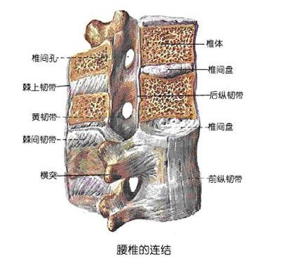 人體結構腰椎與骶椎解剖圖