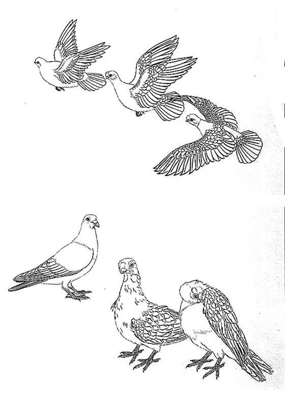 素描鸽子画法步骤图片