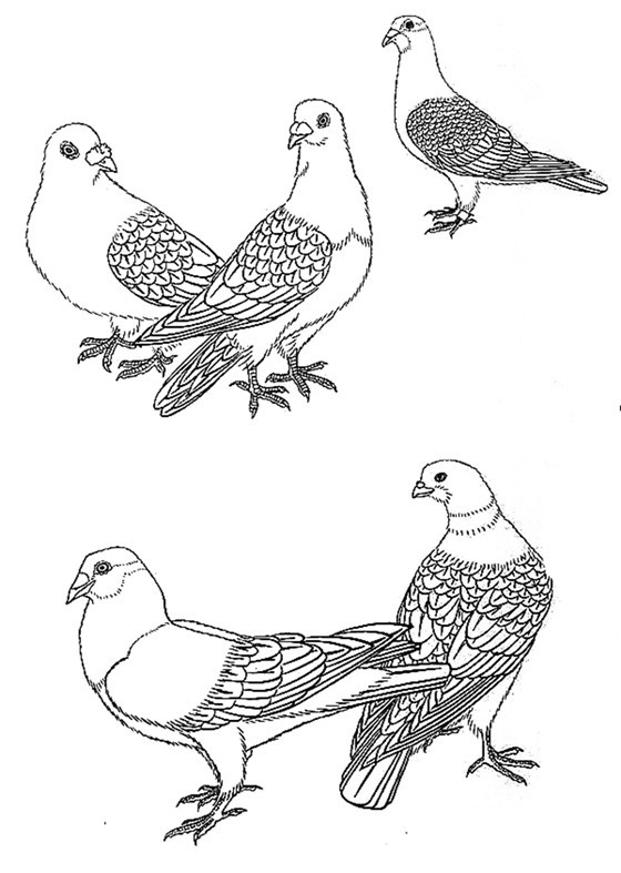 信鸽的画法图片