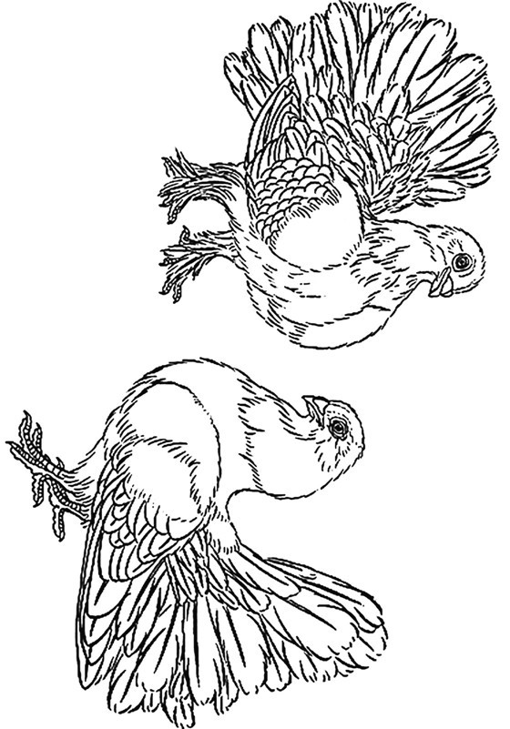 白描花鸟鸽子篇