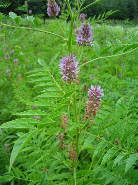 炙甘草赤芍白芍白芍被认为有酸性,具有收敛的功效,但事实上论酸性