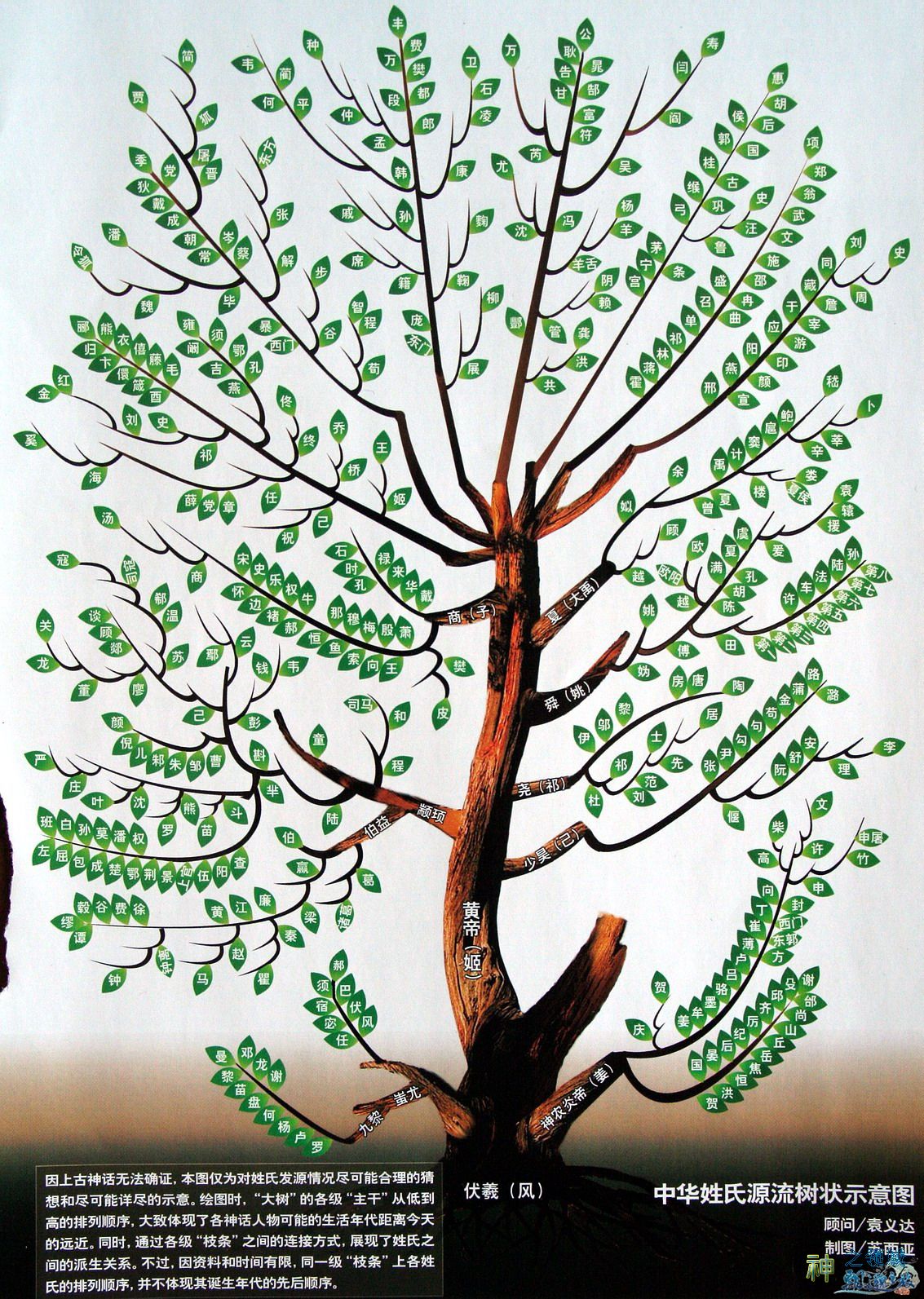 中华姓氏树姓氏的来源