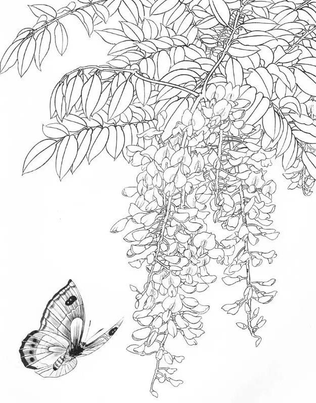 工笔线描图谱之花蝴蝶