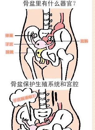骨盆里到底有什么器官女人必学的骨盆操