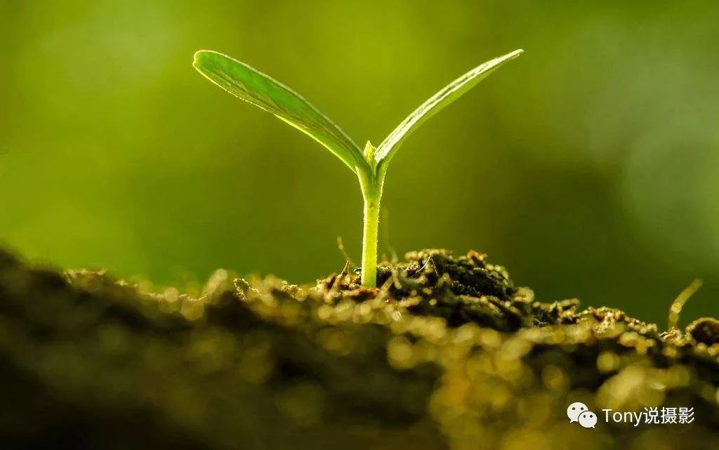 摄影实战第22期摄影技巧拍摄青草怎么拍才好看