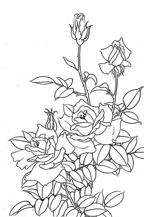 白描花鸟月季篇