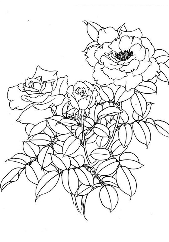 白描花鸟月季篇