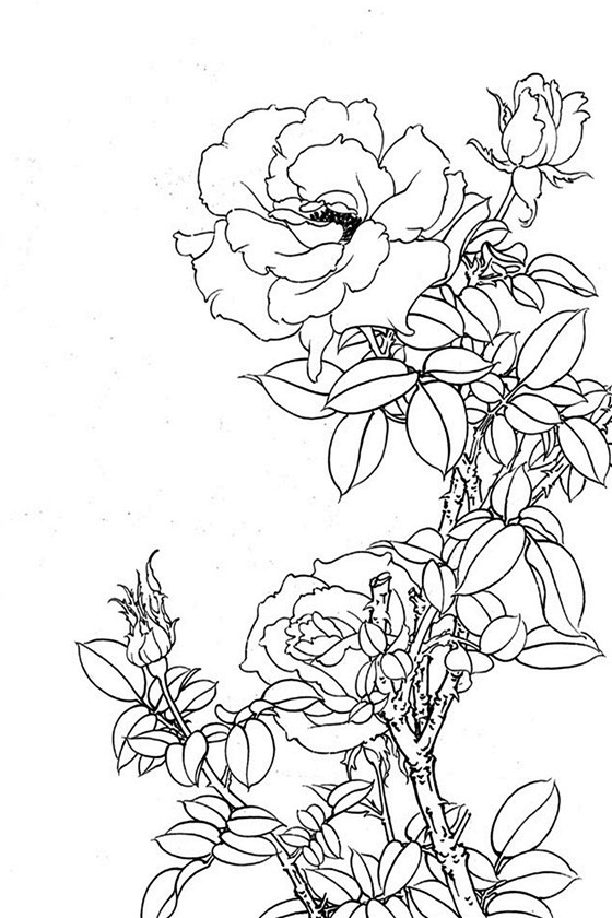 白描花鸟月季篇