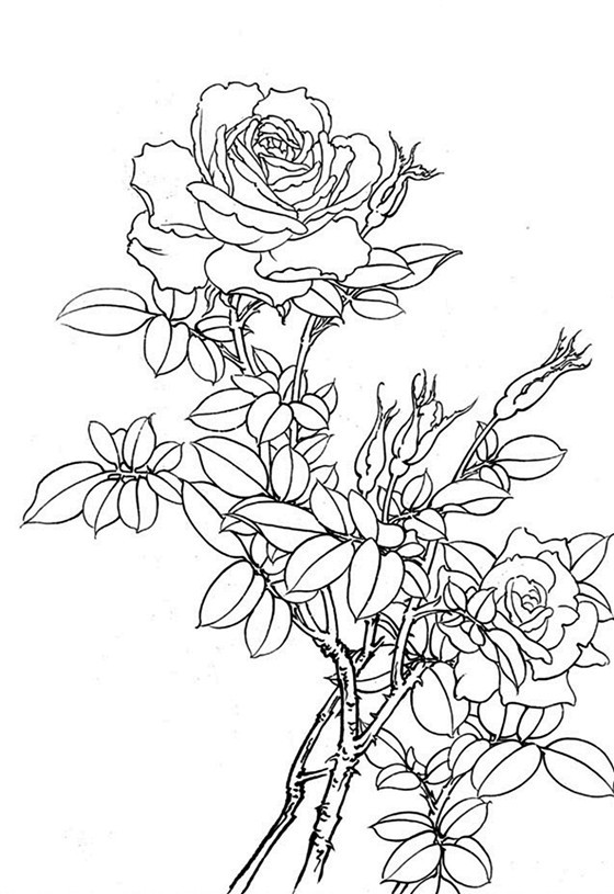 白描花鸟月季篇