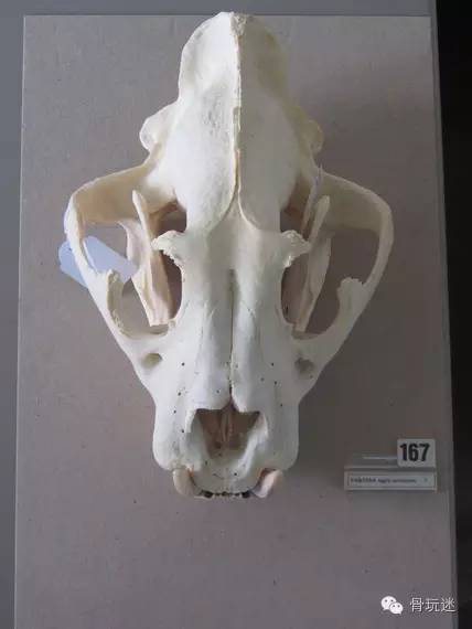 老虎骨头化石图片