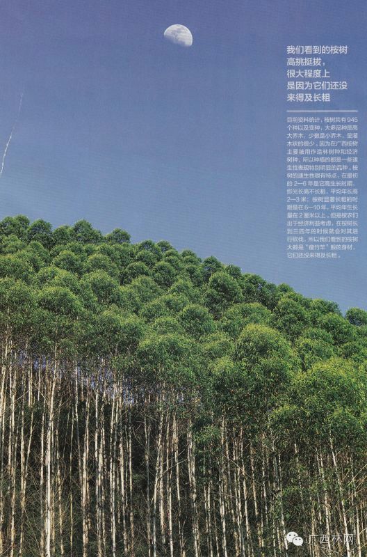 这篇文章比较权威地评价了速生桉的是非功过