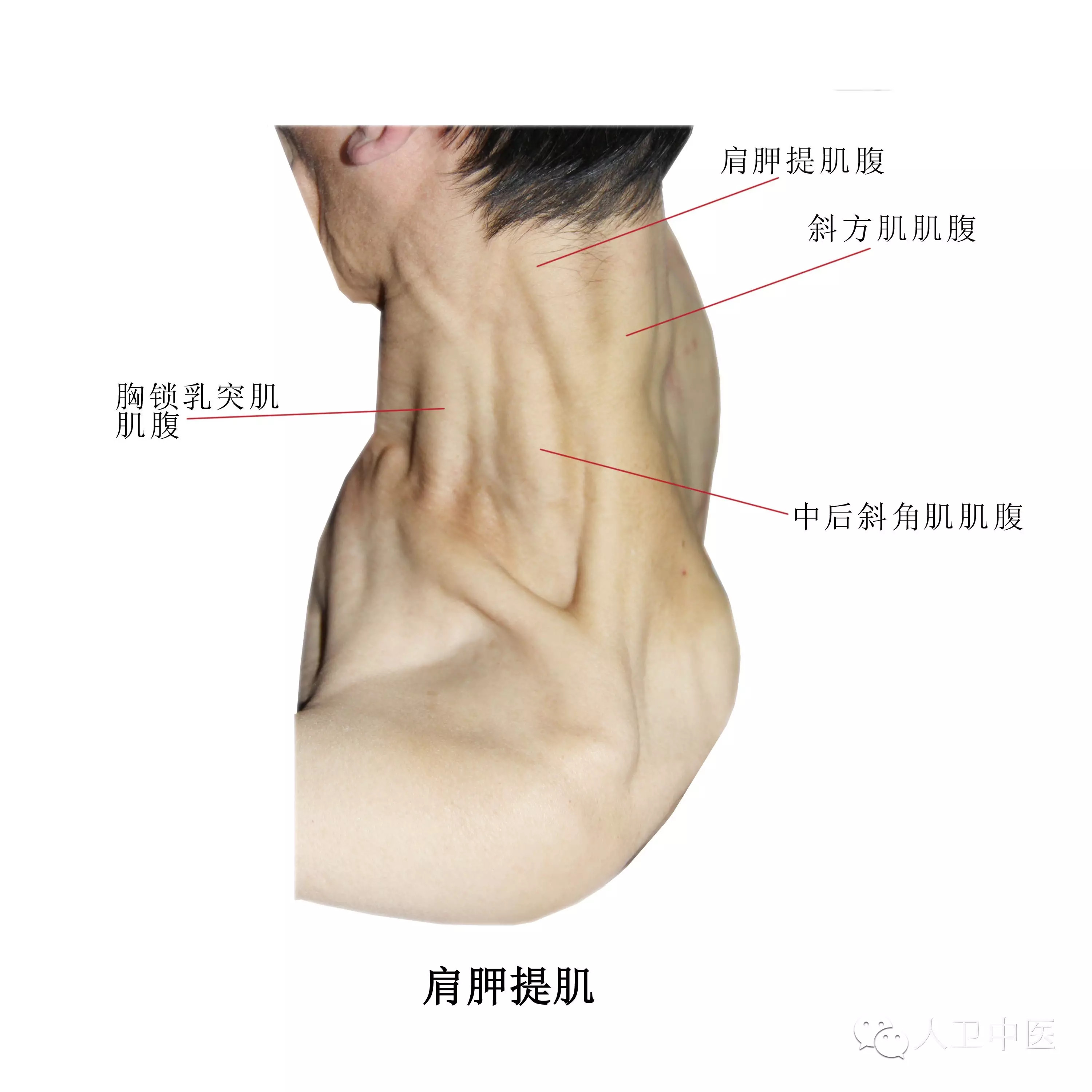 實用人體體表解剖頭頸部高清大圖版