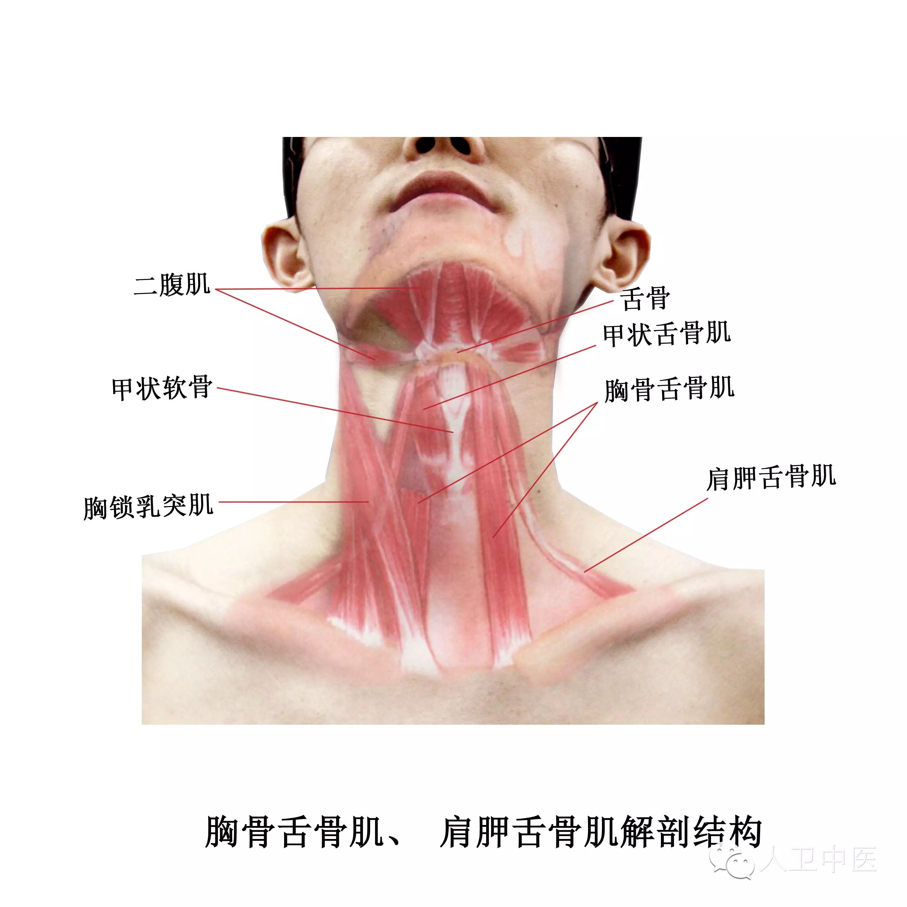 实用人体体表解剖头颈部高清大图版