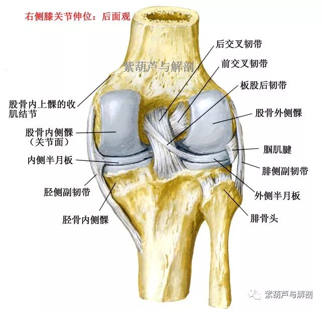 后交叉韧带:较前交叉韧带厚且坚固,平均长度38mm,厚度13mm,起自胫骨髁