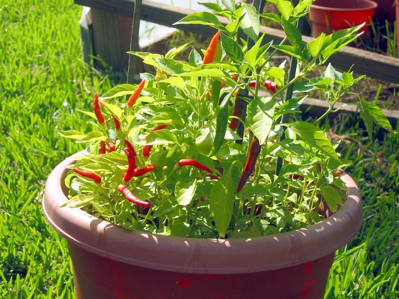 原在室内也能种出不断开花结果的盆栽辣椒就是满足了这几个条件
