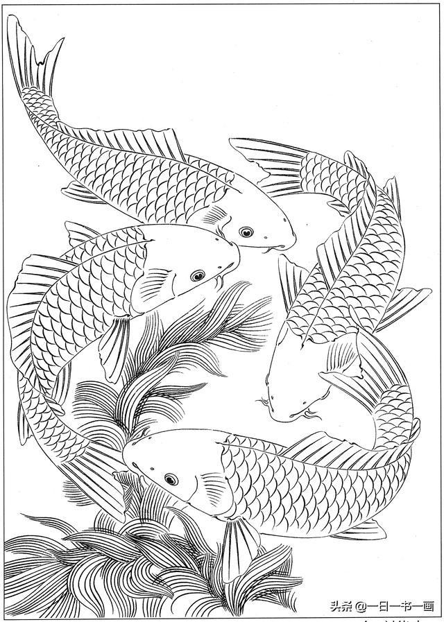 工笔画白描画稿鱼