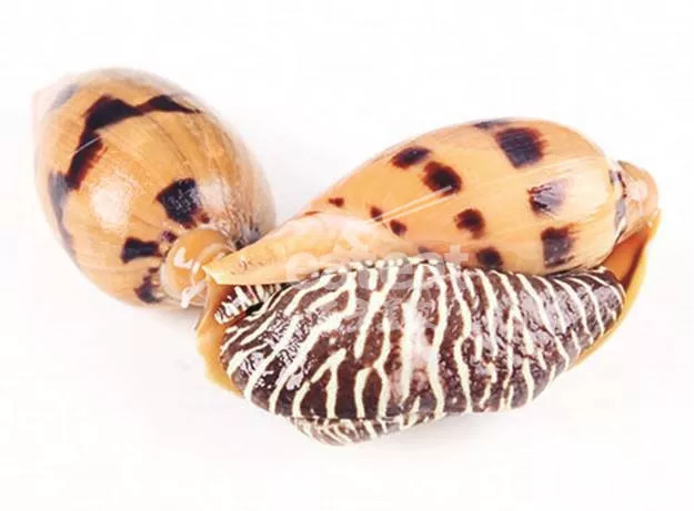 6木瓜螺高压之后再烹调沙虫跟胶东沿海的海肠一样,具有非常浓郁的鲜