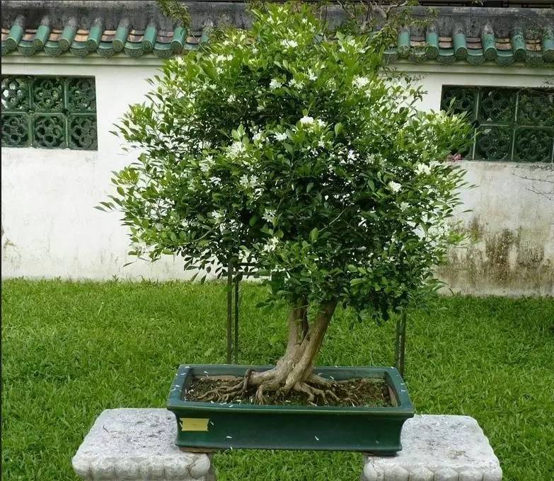 九里香应用植物图鉴no239