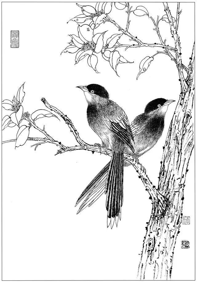 精品白描丨100副工笔禽鸟白描参考太有用了