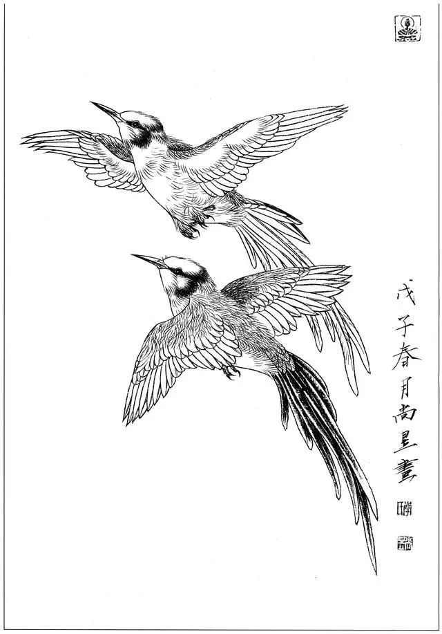 精品白描丨100副工笔禽鸟白描参考太有用了