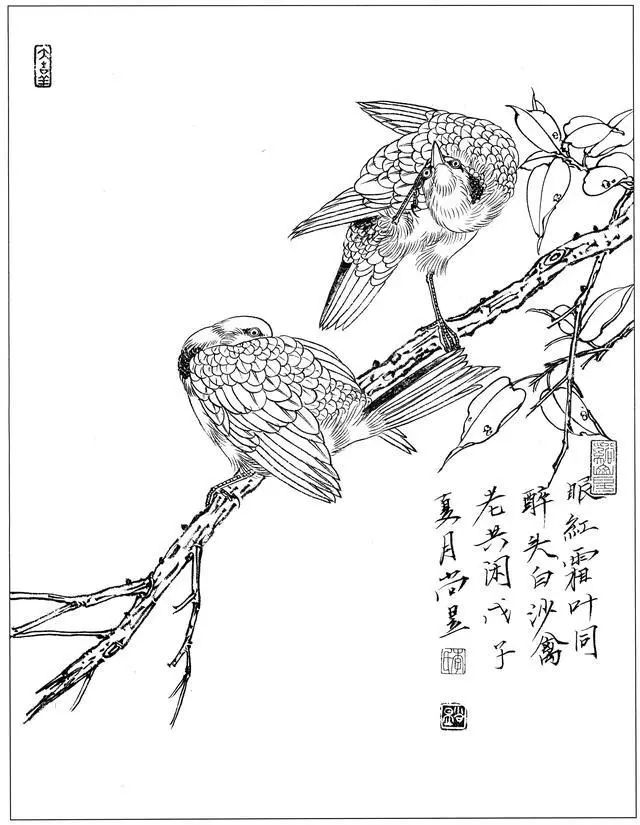 精品白描丨100副工笔禽鸟白描参考太有用了