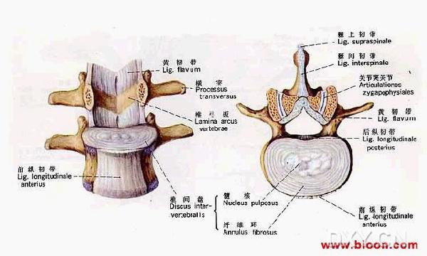 腰椎间盘突出症详解图解