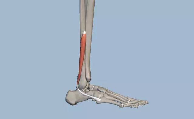 腓骨短肌小腿後側的肌肉:小腿後側的肌肉分為淺層和深層,其中腓腸肌最
