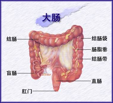 大肠居腹中,其上口在阑门处接小肠,其下端紧接肛门,包括结肠和直肠