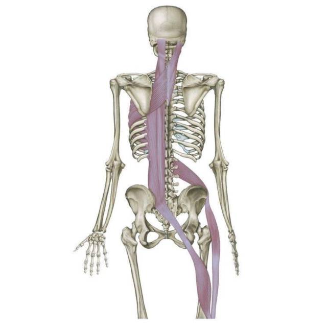 肌筋膜链认知篇⑥