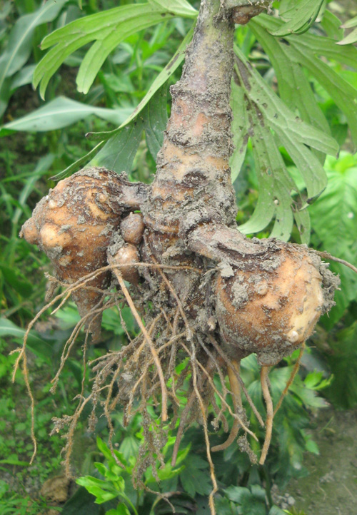 附子现状——附子产地江油行 - 好网角收藏夹