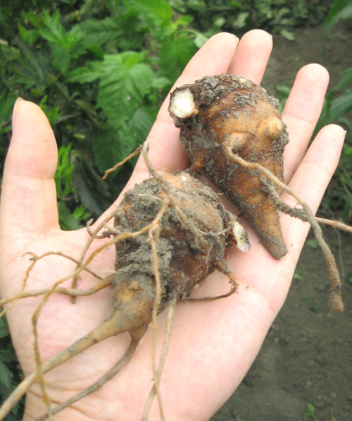 这就是附子,一边一个还未采挖的附子苗正在采挖附子的农户目前附子