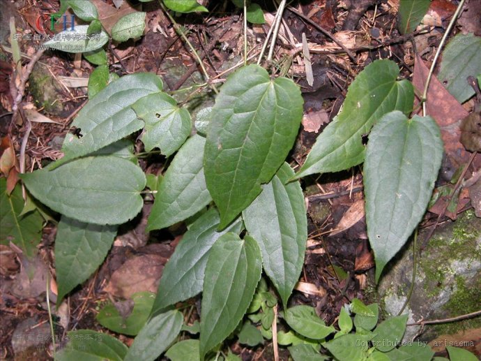 民间草药雪里开单叶铁线莲毛冬瓜