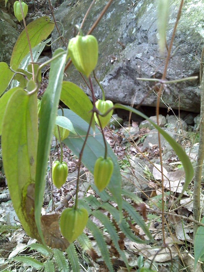苗药:地雷:根治风湿,高热急惊风,咽喉痛《湘蓝考》.