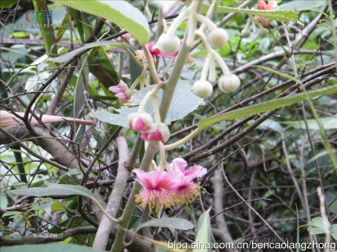 民间草药雪里开单叶铁线莲毛冬瓜