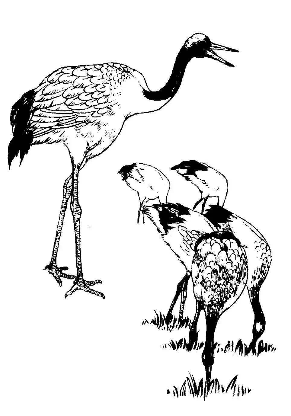 分享千姿百态的仙鹤白描图全都齐了