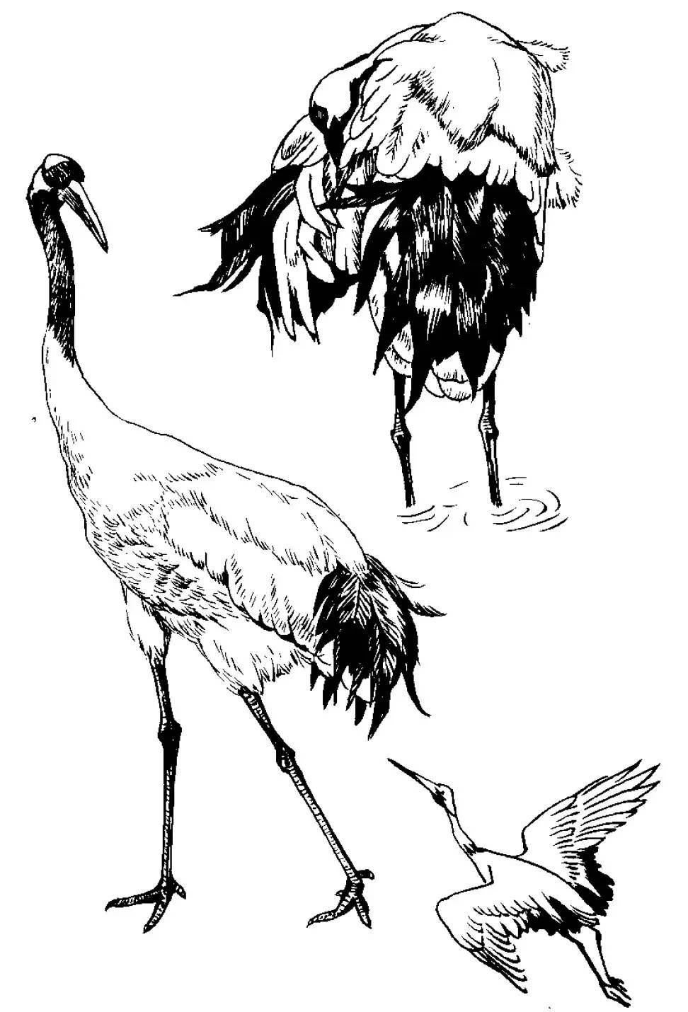 分享千姿百态的仙鹤白描图全都齐了