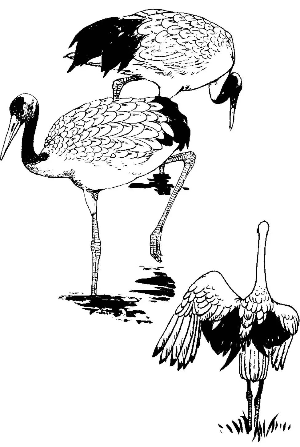 分享| 千姿百态的"仙鹤"白描图,全都齐了! - 好网角收藏夹