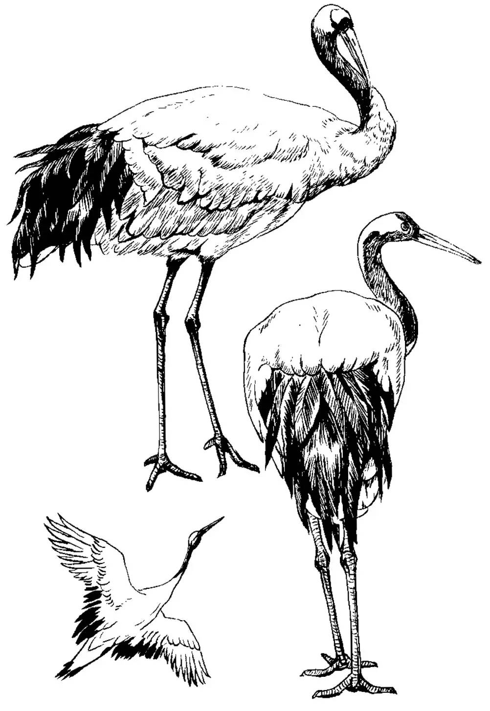 分享千姿百态的仙鹤白描图全都齐了