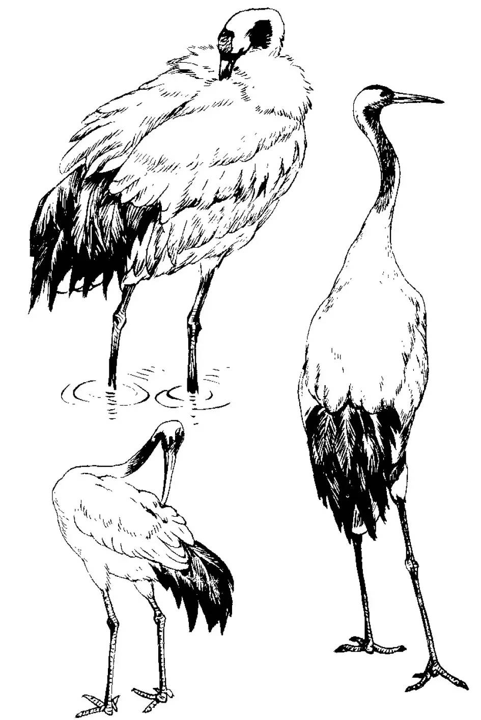 分享千姿百态的仙鹤白描图全都齐了