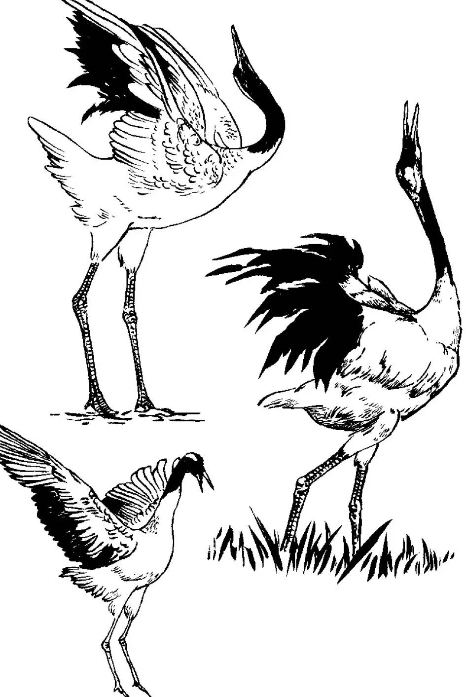 分享 | 千姿百态的"仙鹤"白描图,全都齐了!