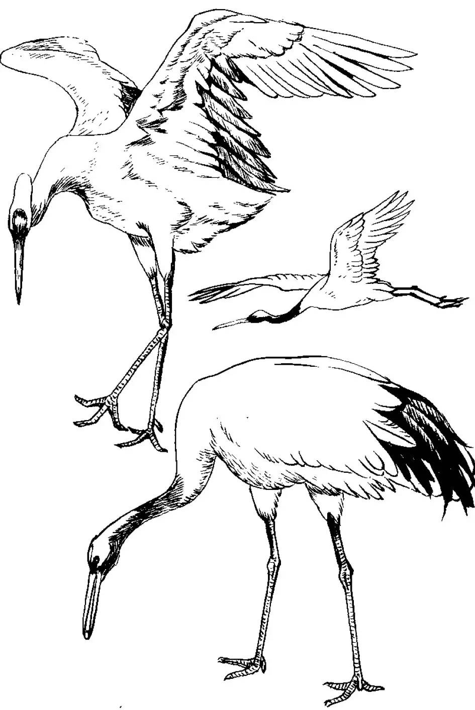 分享千姿百态的仙鹤白描图全都齐了