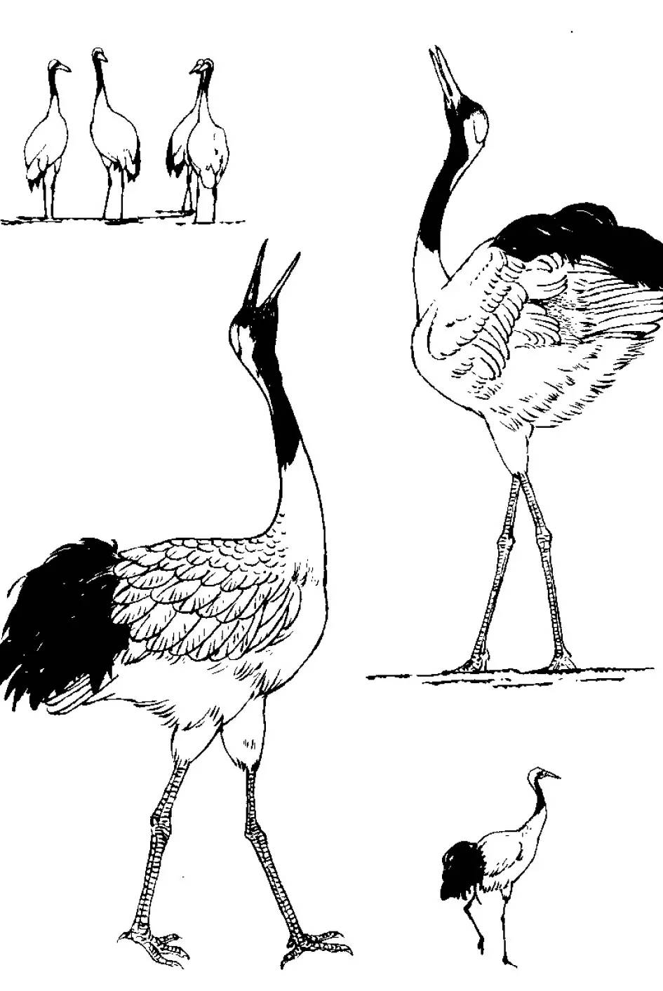 分享 | 千姿百态的"仙鹤"白描图,全都齐了!