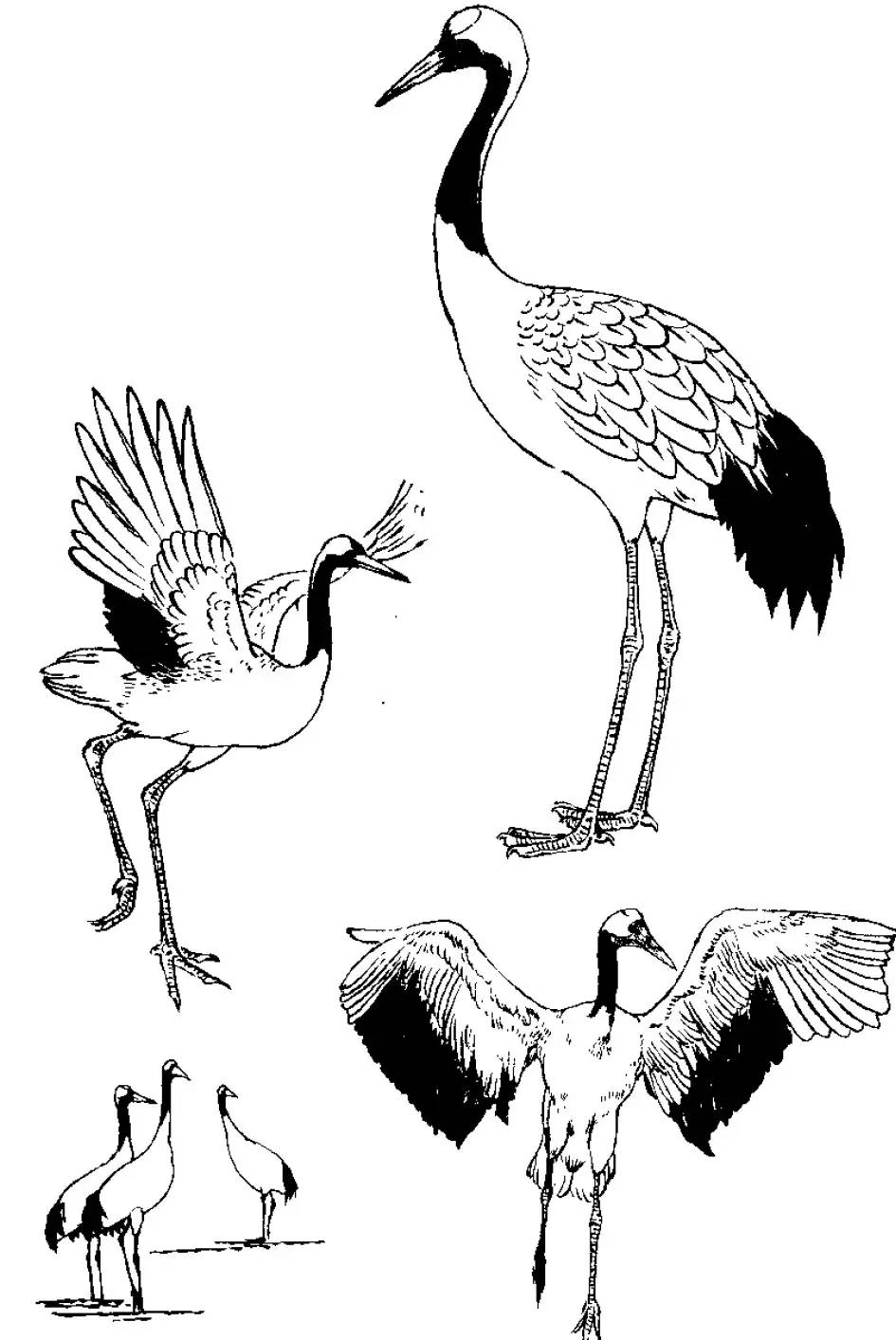 分享千姿百态的仙鹤白描图全都齐了