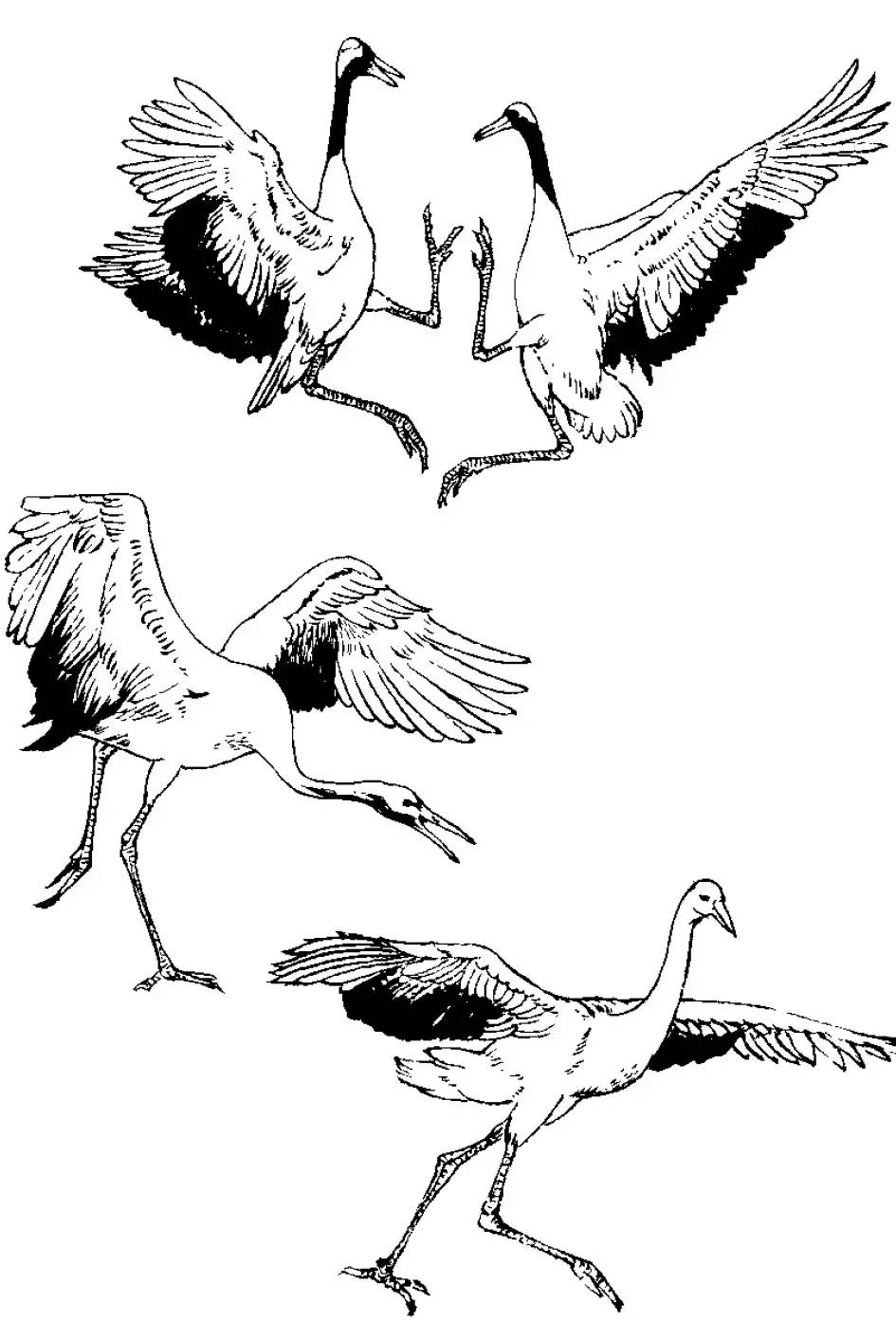 分享千姿百态的仙鹤白描图全都齐了