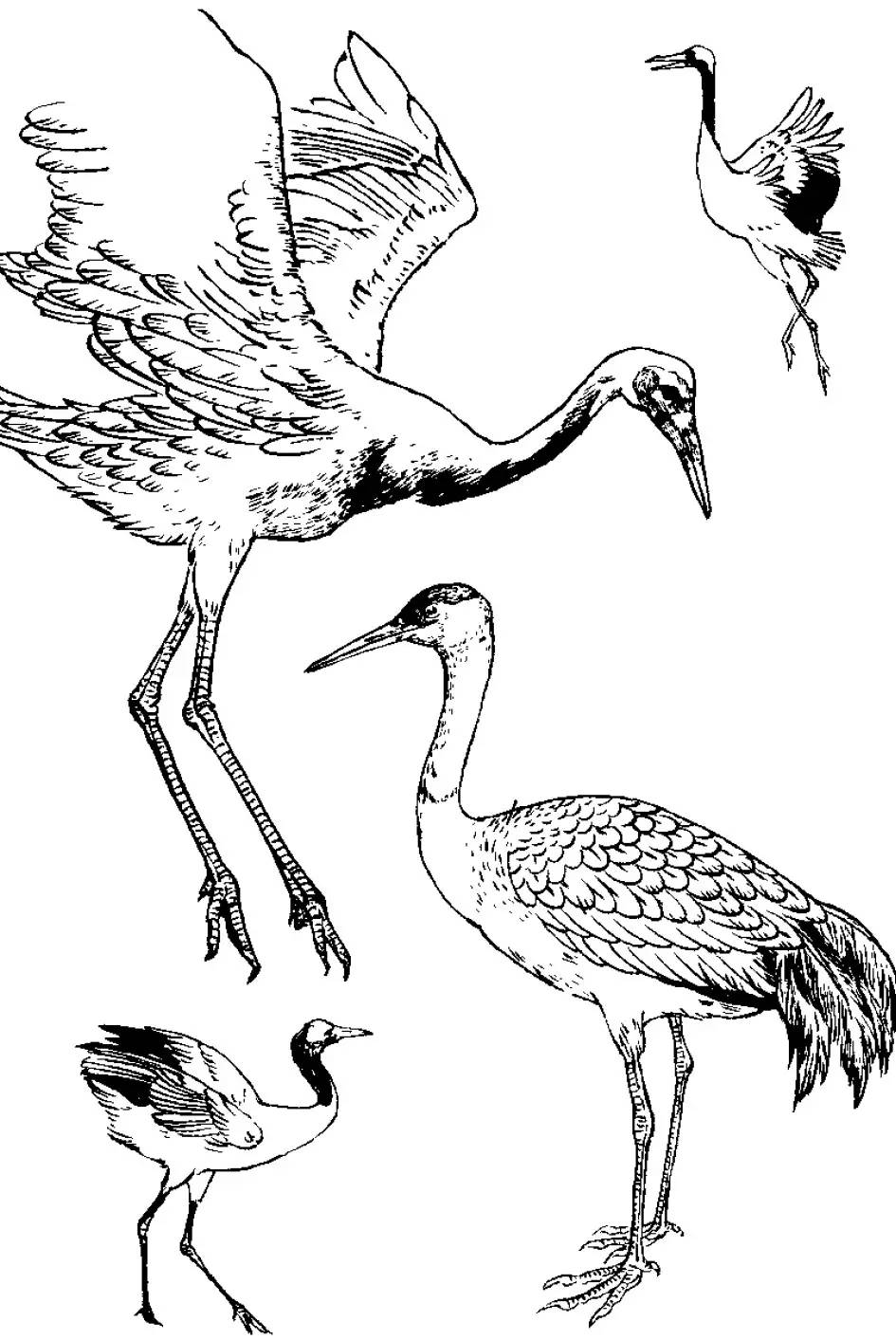 分享 | 千姿百态的"仙鹤"白描图,全都齐了!