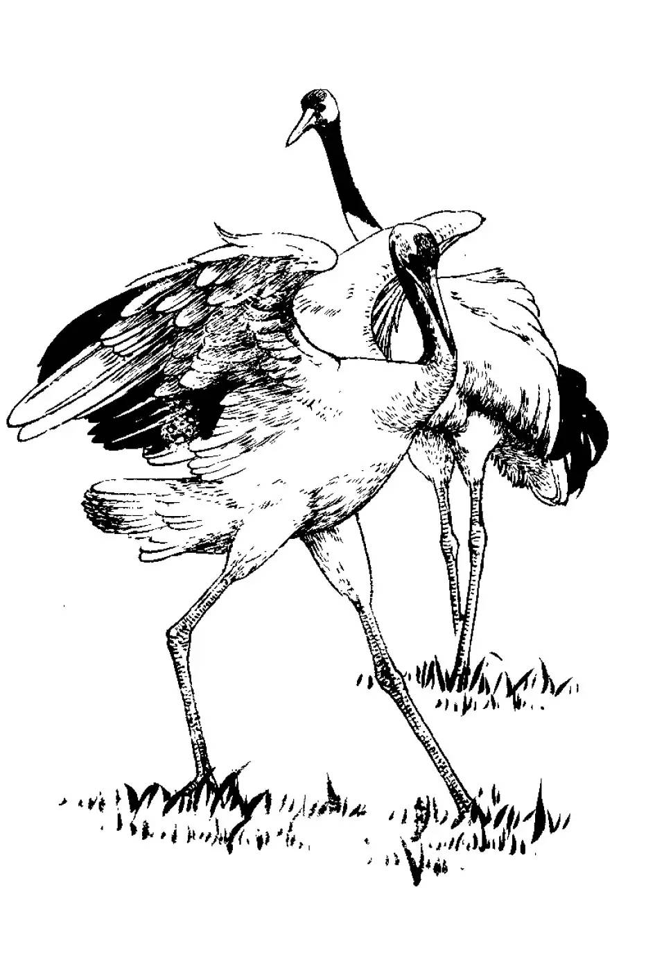 分享 | 千姿百态的"仙鹤"白描图,全都齐了!