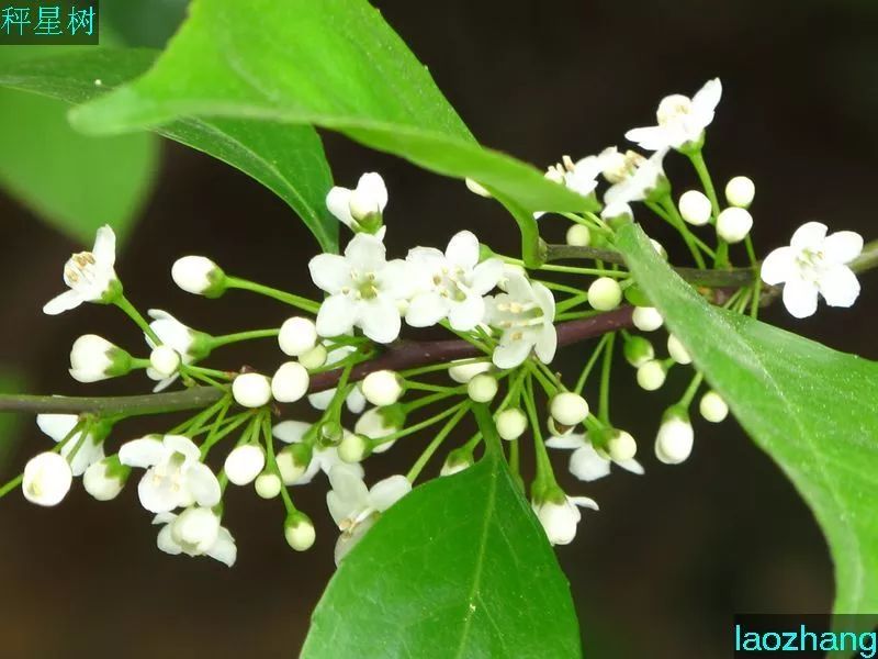 每日一学草药82岗梅
