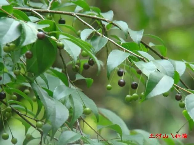 每日一学草药82岗梅