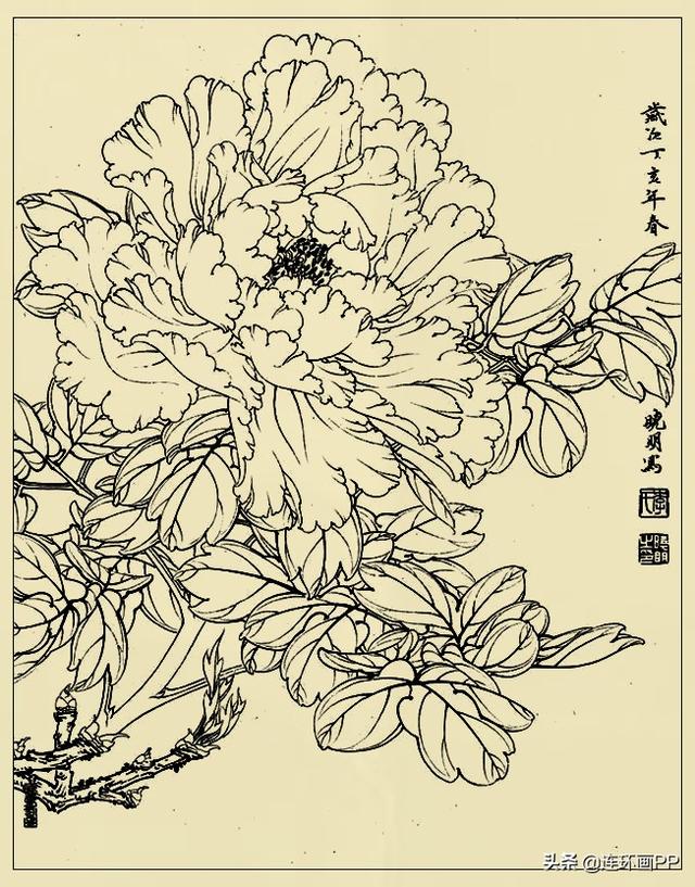 李晓明很漂亮的工笔花鸟画白描稿